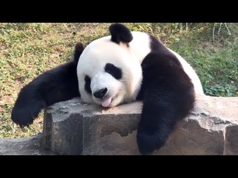 Una Hermosa Recopilación De Videos De Adorables Pandas