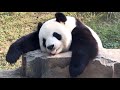 🐼 Panda Funny Moment Videos Compilation