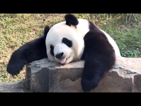 🐼 Panda Funny Moment Videos Compilation