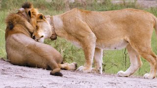 Why Male Lions Need Lionesses to Help Them Survive