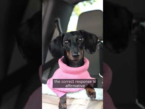 Moonpie and Buttercup have a new babysitter