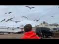 How To Stop Seagulls Stealing Your Food