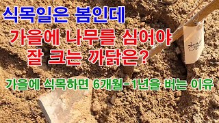 식목일은 봄인데 가을에 나무를 심어야 잘 크는 까닭은?(나무 심는 시기, 나무 심는 방법, 심은 나무 활착 …