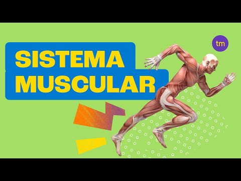 Sistema Muscular | Resumo Toda Matéria