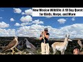 New Mexico Wildlife: A 10 Day Quest for Birds, Herps, and More