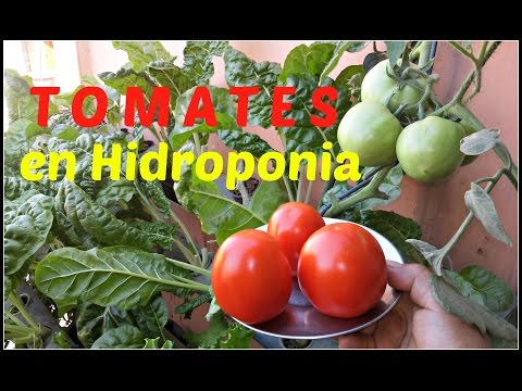 , title : 'TOMATES en Hidroponia ♦ Huerto hidroponico 1 ♦ Hydroponics Tomatoes'