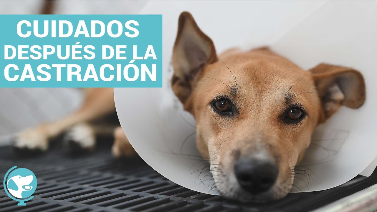 Cuidados de tu perro después de la castración 🦮 💊 🏥