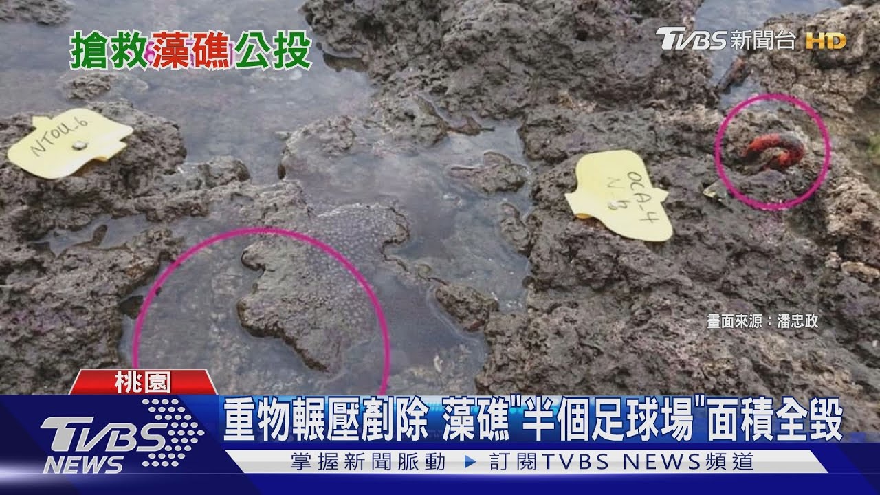 非核家園犧牲千年藻礁 環團自力救濟發動公投