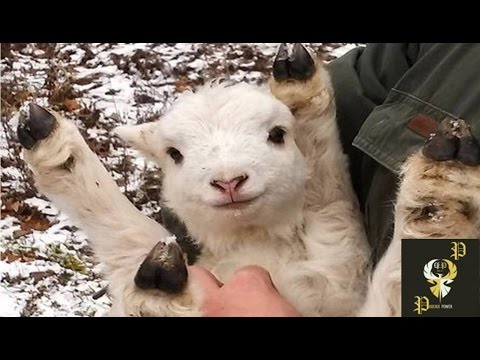 Cute Baby Goats Compilation I PP