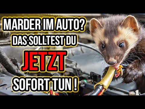 Martens in your car? Remove scent marks and install marten protection!