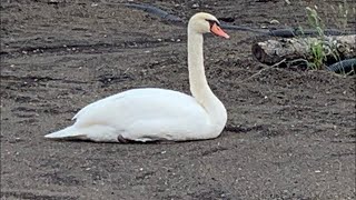 ユズキのパーフェクトさんすう教室