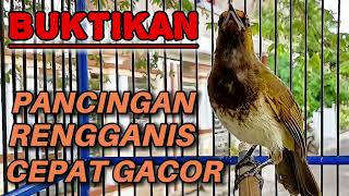 Download lagu SEKALI PUTAR LANGSUNG NYAUT || BUAT RENGGANIS RAJIN BUNYI || RENGGANIS CEPAT GACOR mp3 Download lagu SEKALI PUTAR LANGSUNG NYAUT || BUAT RENGGANIS RAJIN BUNYI || RENGGANIS CEPAT GACOR mp3