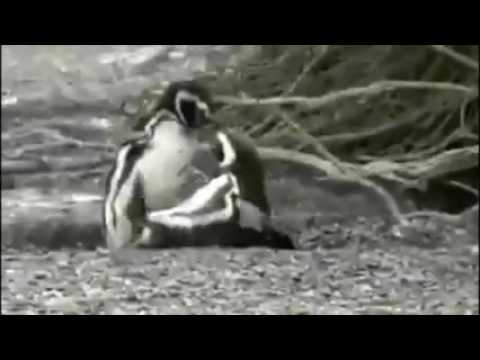 INTENSE PENGUIN FIGHT TO THE DEATH