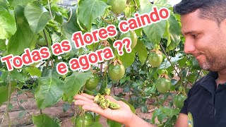 Maracujá FLORES CAINDO E SEM FRUTOS. #agriculture #nature #maracujapingodeouro
