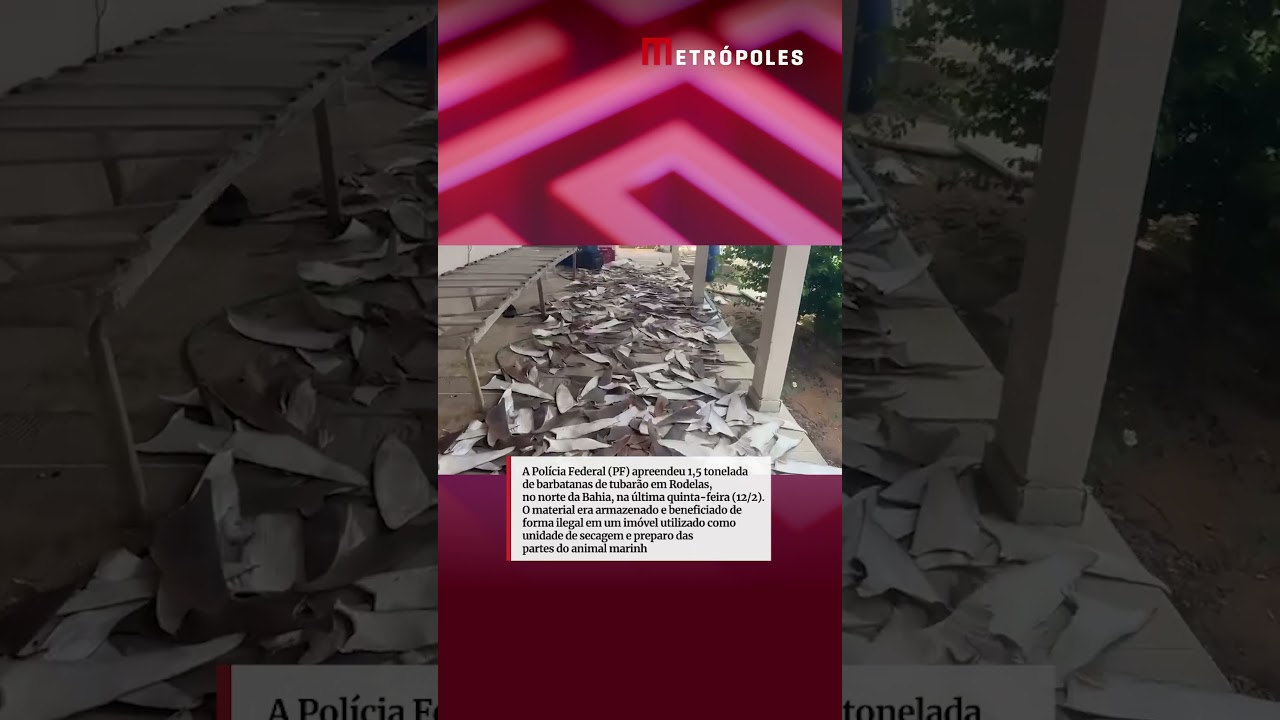 PF apreende mais de 1,5 tonelada de barbatana de tubarão na Bahia