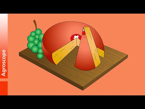 Das Geheimnis von Schweizer Käse - Le secret des fromages suisses