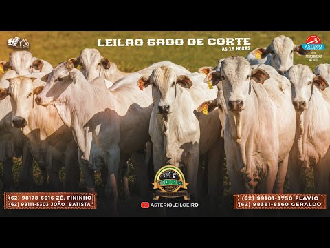 TROMBAS LEILÕES - TROMBAS GOIAS 22/ 10/ 2025