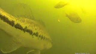 Late Ice Panfish with Aqua Vu