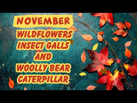 November Wildflowers, Cattails, Insect Galls & Woolly Bear - North Attleboro Fish Hatchery 