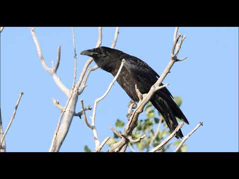 The American Crow