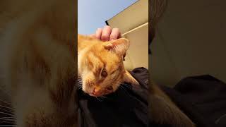 野良猫との戯れ100 #野良猫