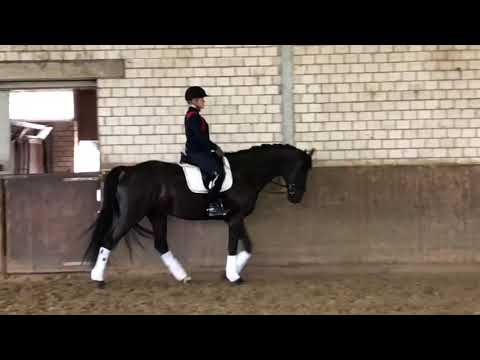 Seduction in Black I Soliman de Hus x Berntano II