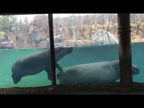 Birth Watch Begins for Baby Hippo