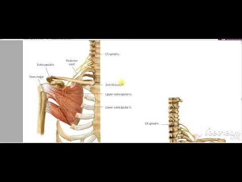 Shoulder muscles nerve supply 2