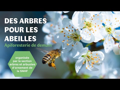 , title : 'Des arbres pour les abeilles. L’api-foresterie de demain par Yves Darricau.'