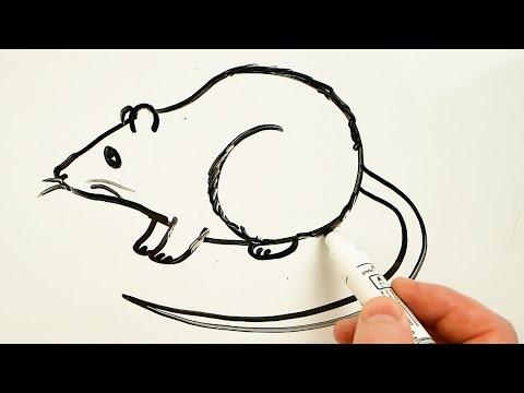 How to Draw a Rat Easy 🐀 Drawing on a Whiteboard - YouTube