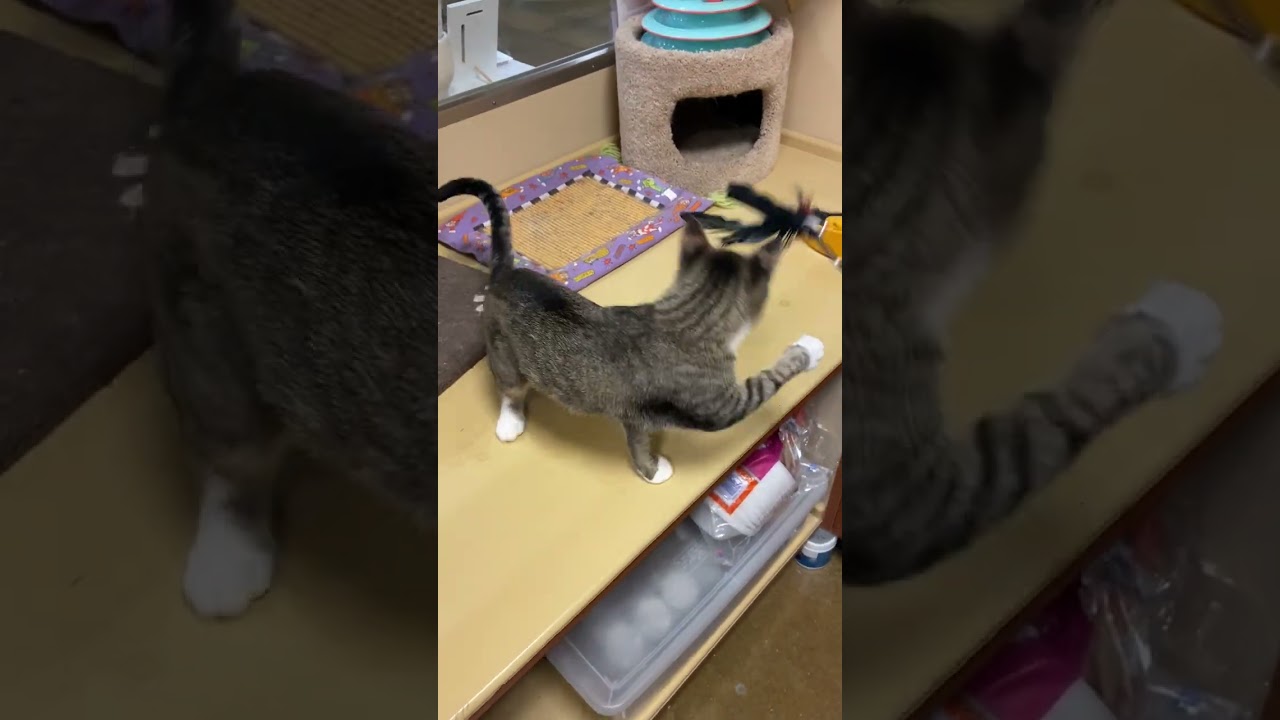 Enlarge Rio, a Adoptable Domestic Short Hair in Fairfax, VA video 3/3
