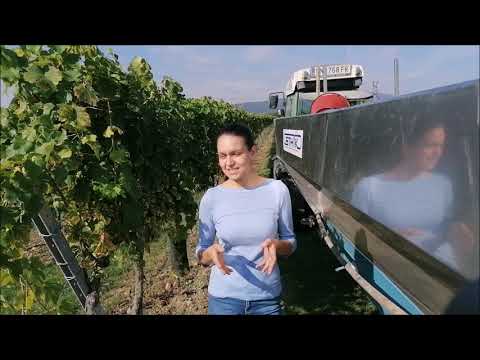 Kellermeisterin Kerstin Schwertführer über die Pellenc Grapes' Line