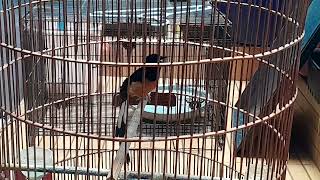 Download lagu nyanyian burung robin murai mp3 Download lagu nyanyian burung robin murai mp3