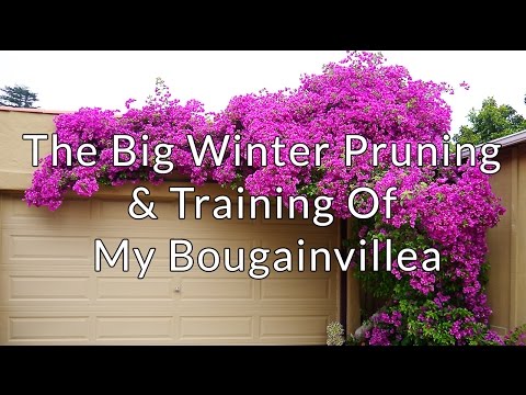 image-Should I cut back bougainvillea in the winter?