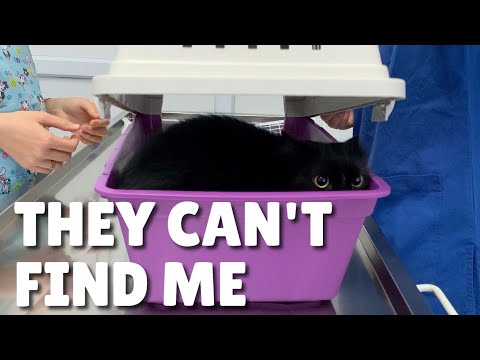 Cats scared at the vet | Uni and Nami | Catz Club