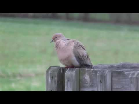 Wild mourning dove sound.