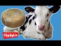 How Cheese Is Made Ever Wonder Highlights Kids