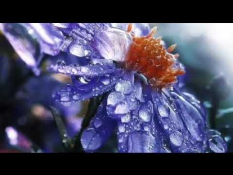 The Case of Borrowed Identity pt1