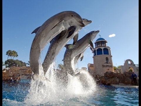 Kaarten met dolfijnen, The Complete 2009 Dolphin Discovery Show At..