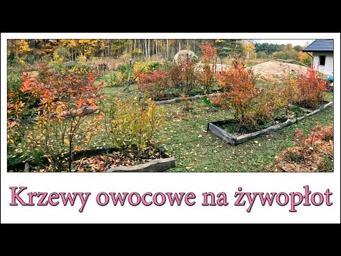 Krzewy owocowe na żywopłot