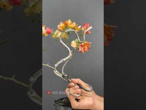 Making Rainbow Bougainvillea Bonsai