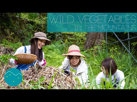 Wild Vegetable Picking, Inn Largo | Nishi-Awa, Japan