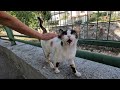 Stray Cat Greeted Us With Her Enthusiastic Meows