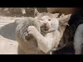 The Best And Strangest Cat Fight Compilation Of 2024