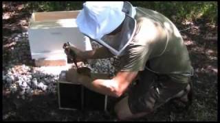 Setting up a bee hive