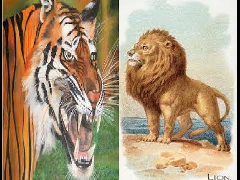the extinct barbary lion vs siberian tiger compersion