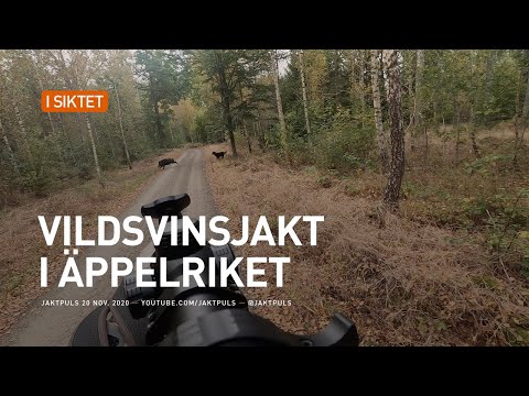 Vildsvinsjakt i äppelriket
