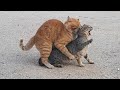 Angry Cat Mating Female Cat Doesn T Want To Mate