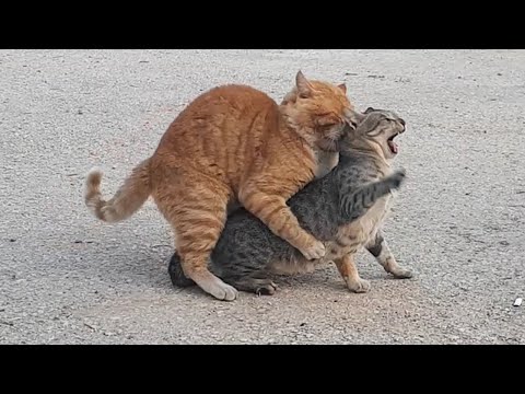 Angry cat mating | female cat doesn't want to mate!!