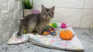 ソマリの動画01